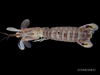 Squilla empusa - mantis shrimp, SEAMAP collections